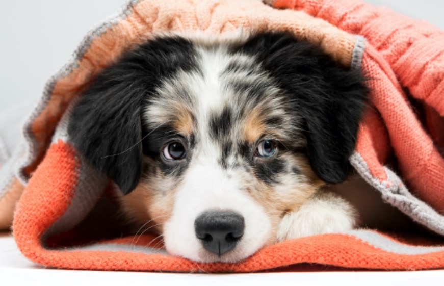 dog near furnace